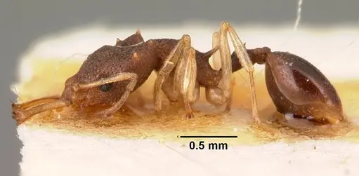 Microdaceton exornatum - CASENT0101459