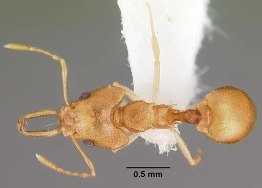 Microdaceton exornatum - CASENT0102250