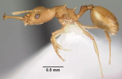 Microdaceton exornatum - CASENT0102250