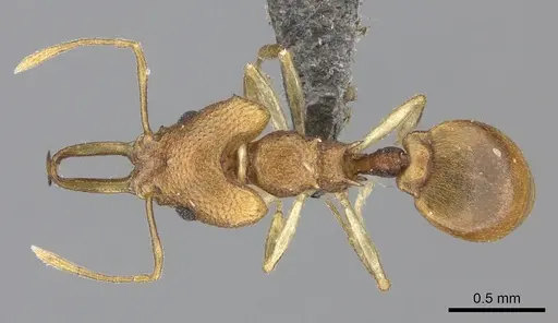 Microdaceton exornatum - CASENT0235521