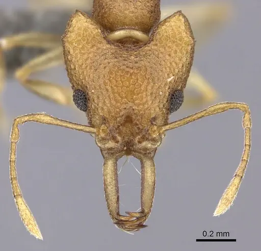 Microdaceton exornatum - CASENT0235521