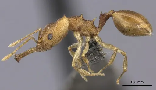 Microdaceton exornatum - CASENT0235521