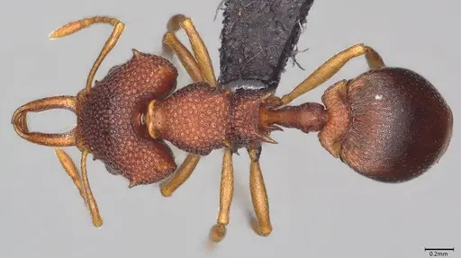 Microdaceton exornatum - CASENT0395869