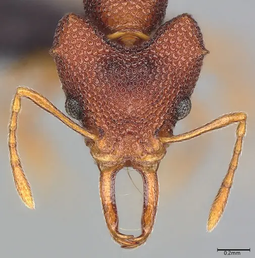 Microdaceton exornatum - CASENT0395869