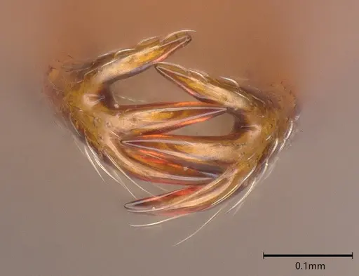 Microdaceton exornatum - CASENT0395869