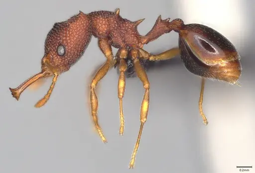 Microdaceton exornatum - CASENT0395869