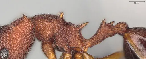 Microdaceton exornatum - CASENT0395869