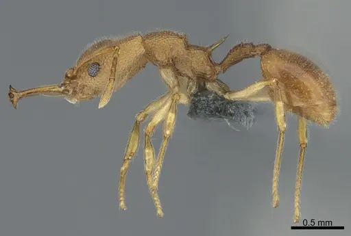 Microdaceton exornatum - CASENT0781343