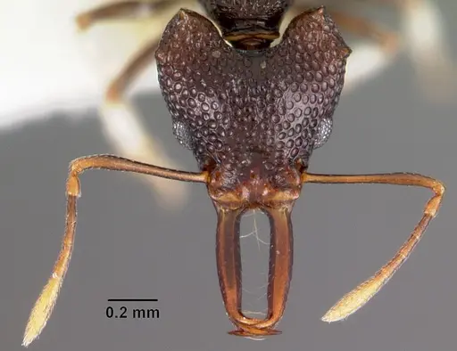 Microdaceton tanyspinosum specimen