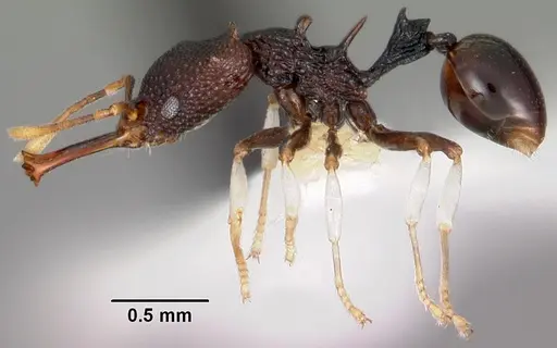 Microdaceton tanyspinosum specimen