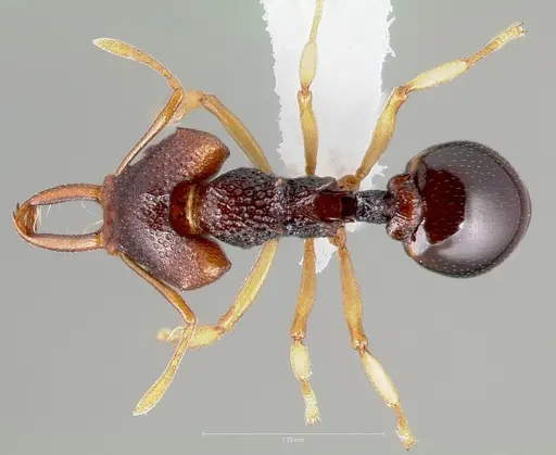 Microdaceton tibialis specimen