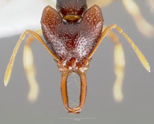 Microdaceton tibialis specimen