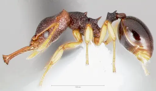 Microdaceton tibialis specimen