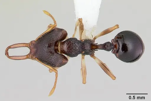 Microdaceton tibialis - CASENT0178295