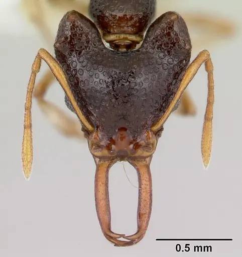 Microdaceton tibialis - CASENT0178295