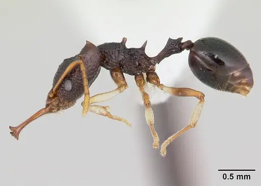 Microdaceton tibialis - CASENT0178295