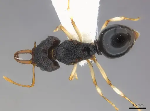 Microdaceton tibialis - CASENT0217182