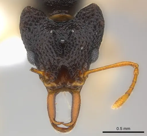 Microdaceton tibialis - CASENT0217182