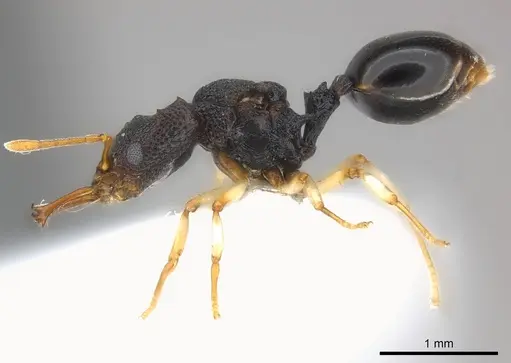 Microdaceton tibialis - CASENT0217182