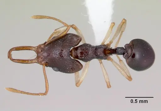 Microdaceton tibialis - CASENT0402199