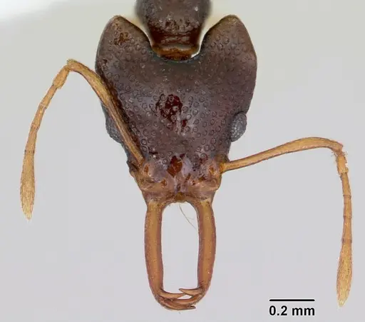 Microdaceton tibialis - CASENT0402199