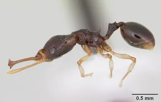 Microdaceton tibialis - CASENT0402199