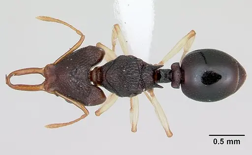 Microdaceton tibialis - CASENT0402200