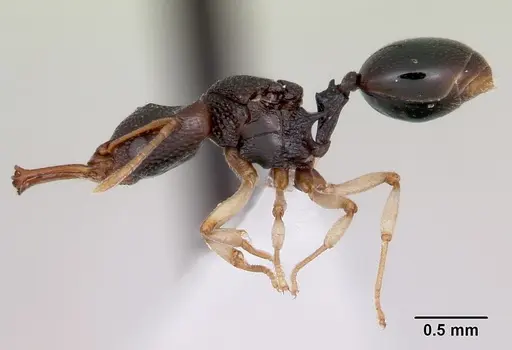 Microdaceton tibialis - CASENT0402200