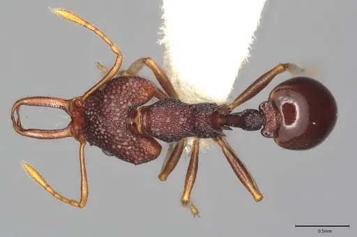 Microdaceton tibialis - CASENT0810789