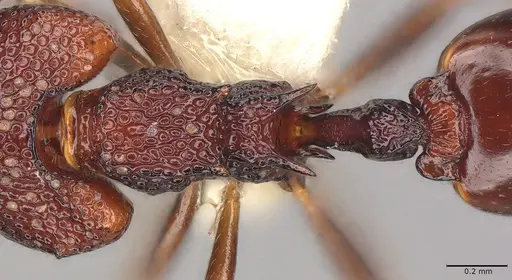 Microdaceton tibialis - CASENT0810789