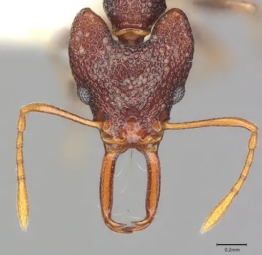 Microdaceton tibialis - CASENT0810789