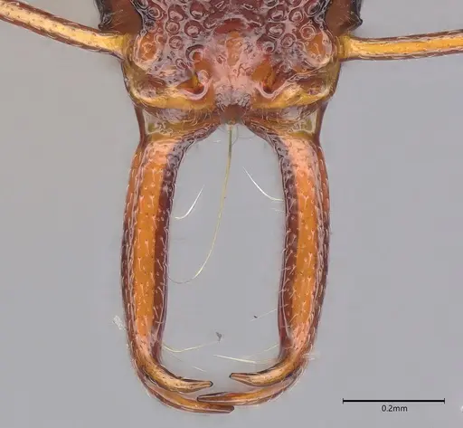 Microdaceton tibialis - CASENT0810789