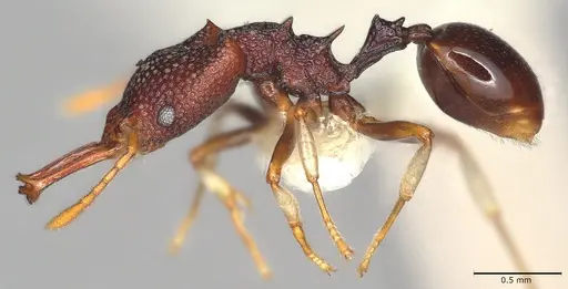 Microdaceton tibialis - CASENT0810789