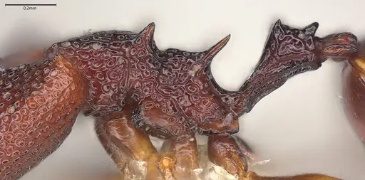 Microdaceton tibialis - CASENT0810789