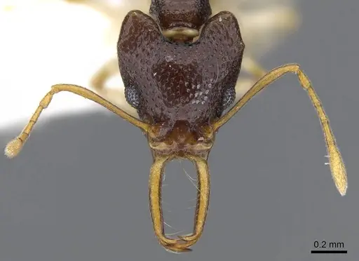 Microdaceton tibialis - CASENT0914668