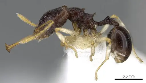 Microdaceton tibialis - CASENT0914668