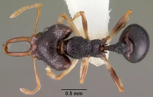 Microdaceton viriosum specimen