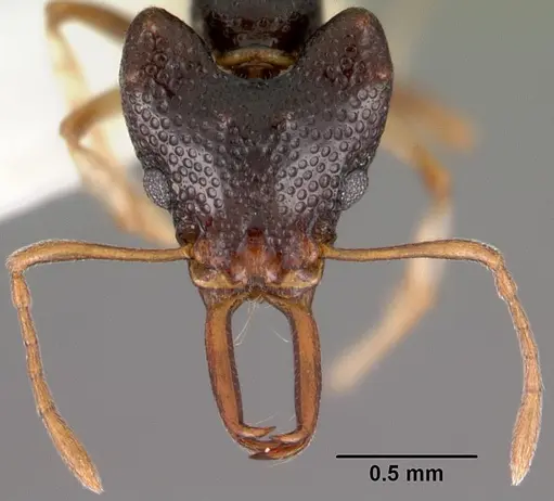 Microdaceton viriosum specimen