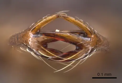 Microdaceton viriosum specimen