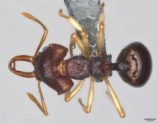 Microdaceton viriosum - CASENT0290012