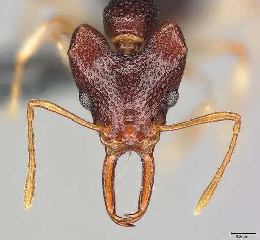 Microdaceton viriosum - CASENT0290012