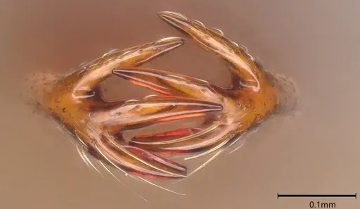 Microdaceton viriosum - CASENT0290012