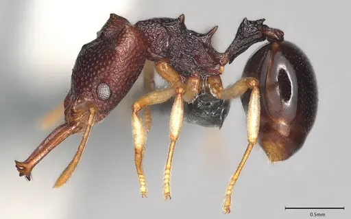 Microdaceton viriosum - CASENT0290012