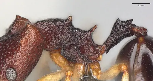 Microdaceton viriosum - CASENT0290012