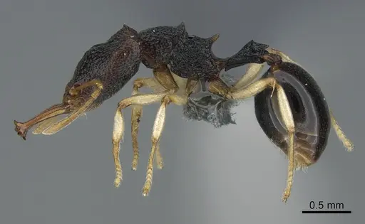 Microdaceton viriosum - CASENT0291708