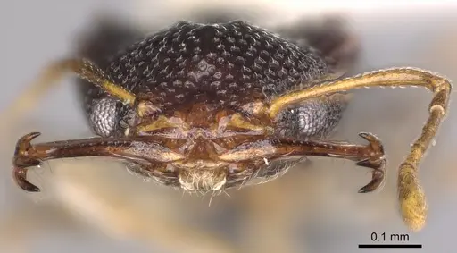 Microdaceton viriosum - CASENT0900312