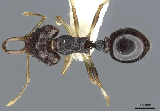 Microdaceton viriosum - CASENT0911196