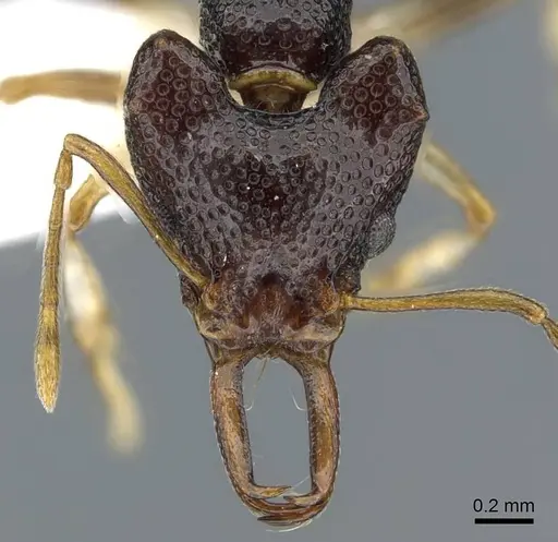 Microdaceton viriosum - CASENT0911196