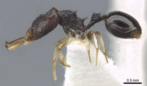 Microdaceton viriosum - CASENT0911196