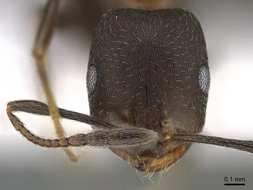 Monomorium abeillei specimen